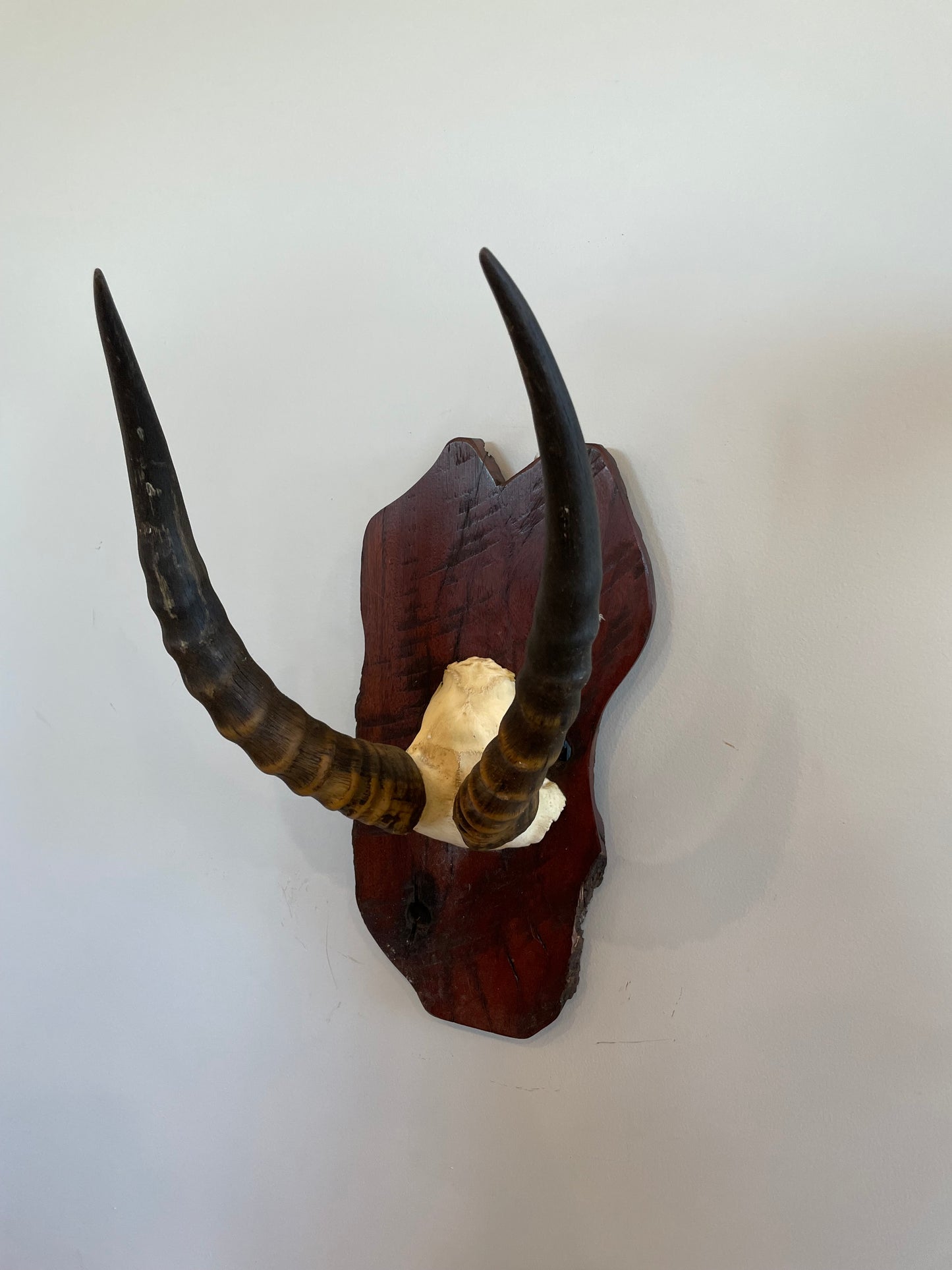 Impala Skull cap