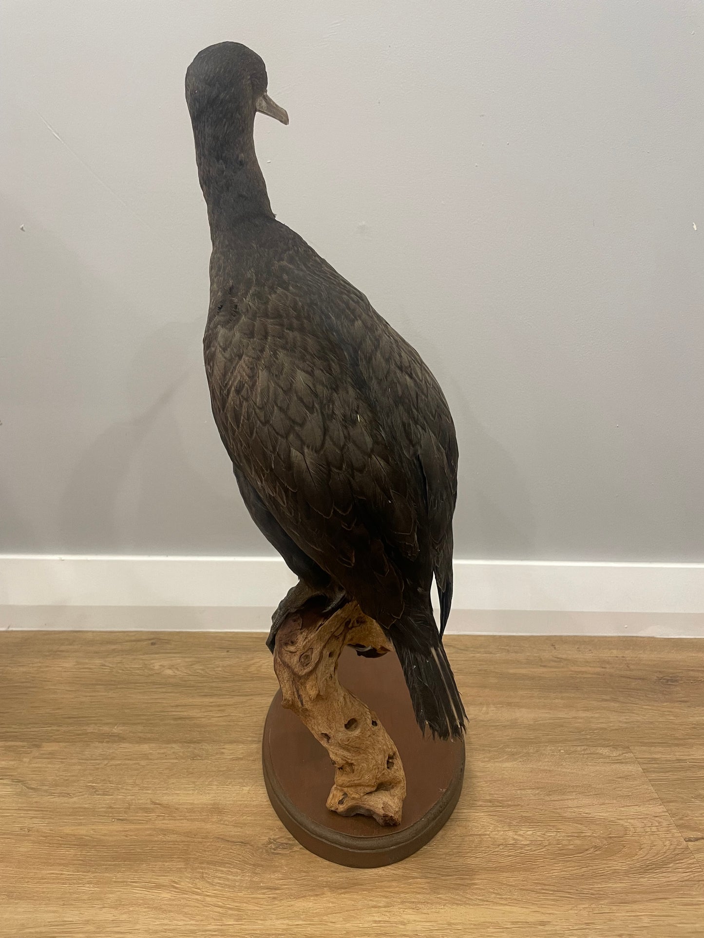 Cape Cormorant