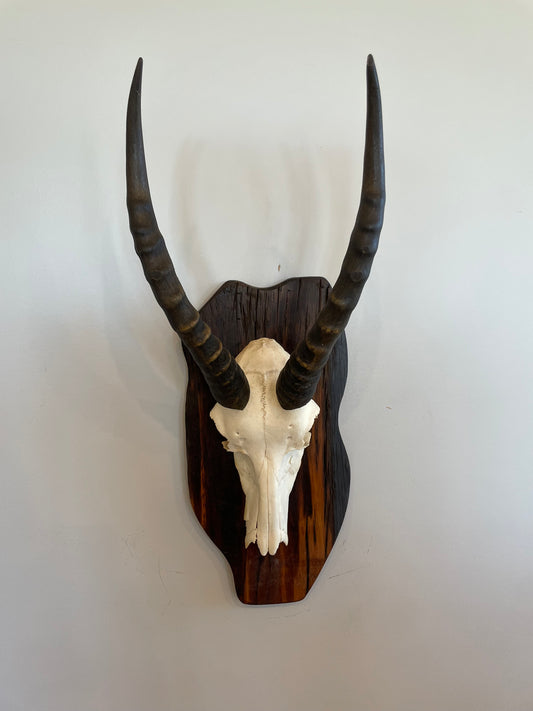 Blesbok Euro Mount