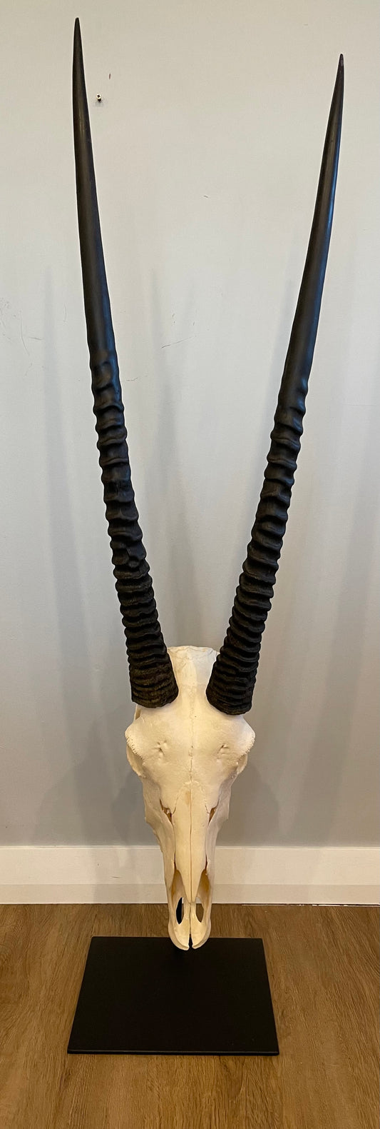 Gemsbok Skull