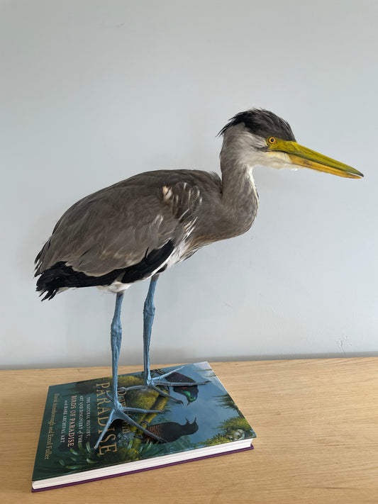 Grey Heron