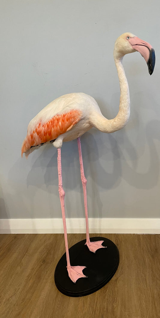 Greater Flamingo