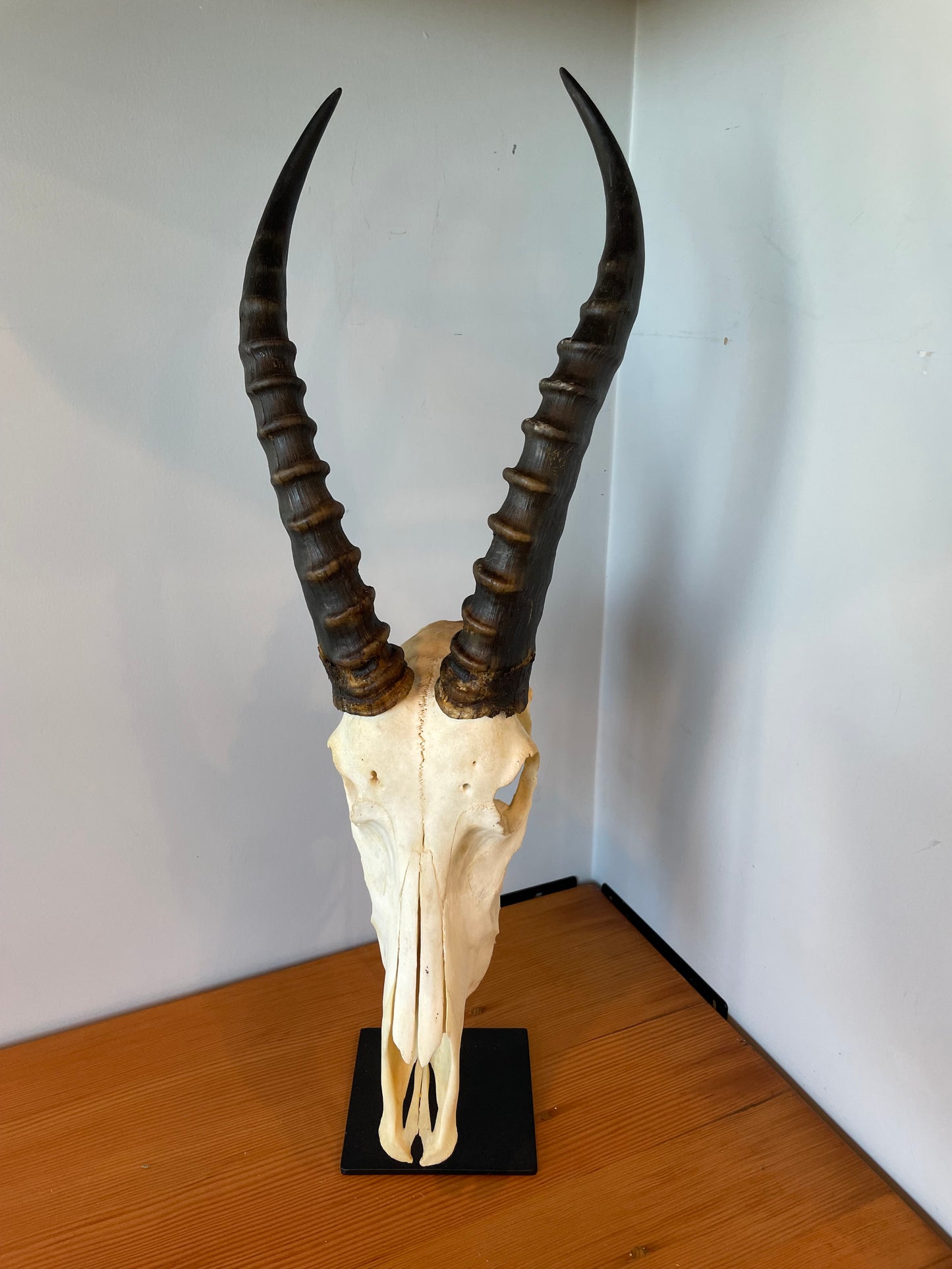 Blesbok Skull