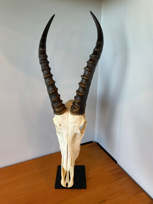 Blesbok Skull