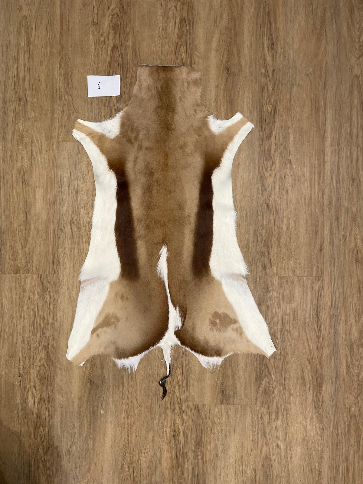 Springbok Skin