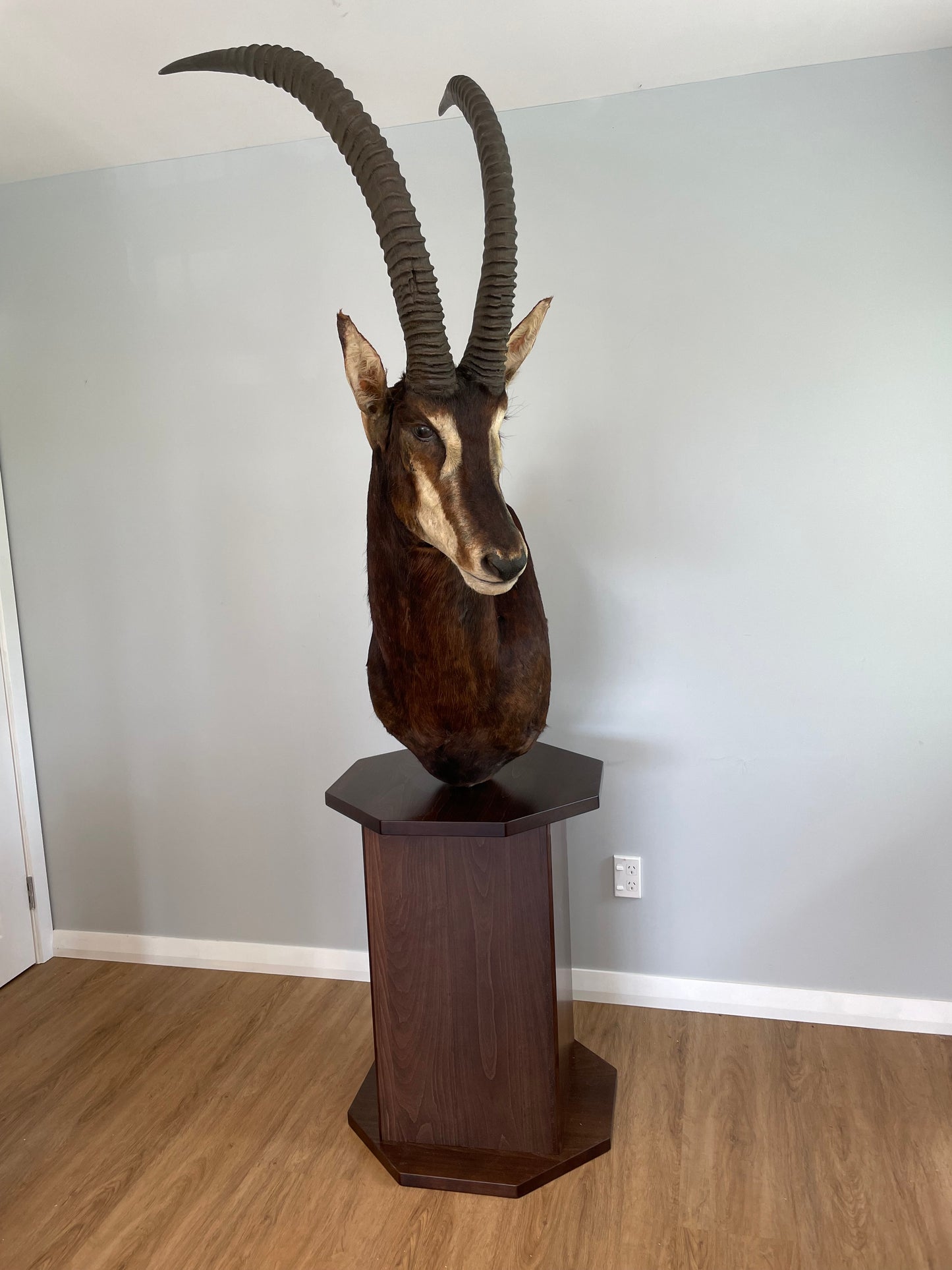 Sable Shoulder Mount