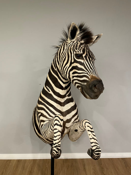 Zebra Pedestal