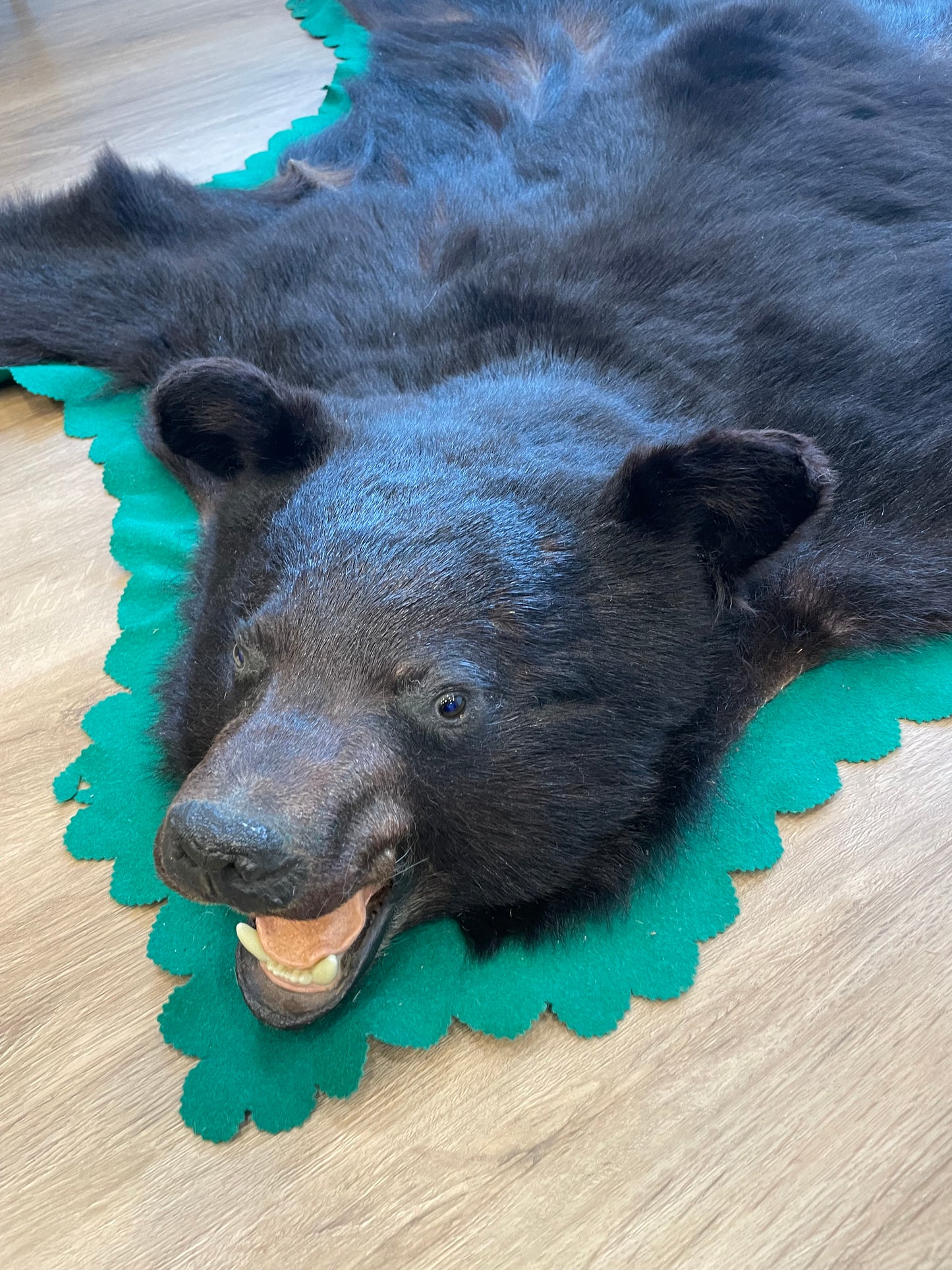 Black Bear Skin