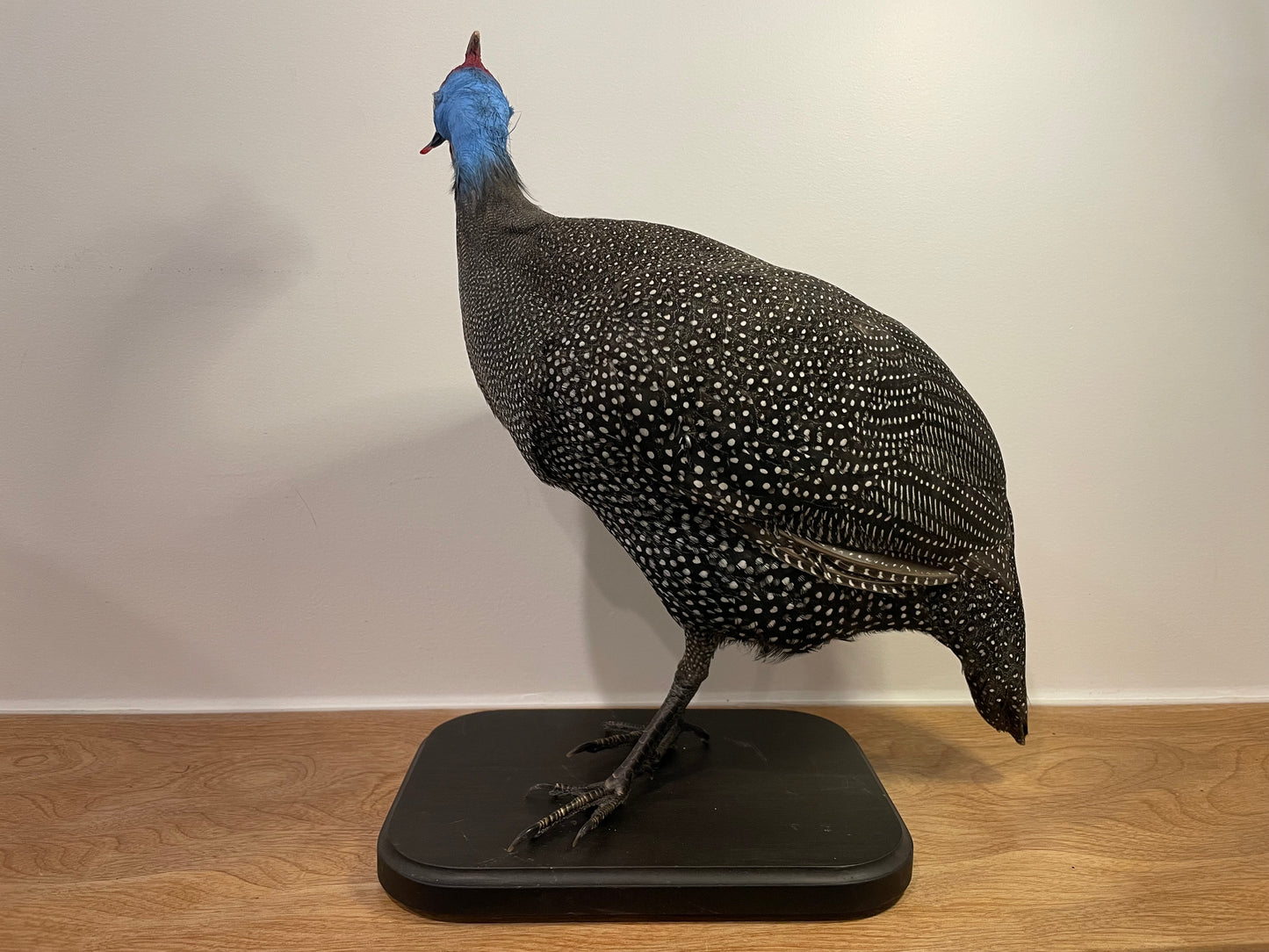 Helmeted Guinea Fowl