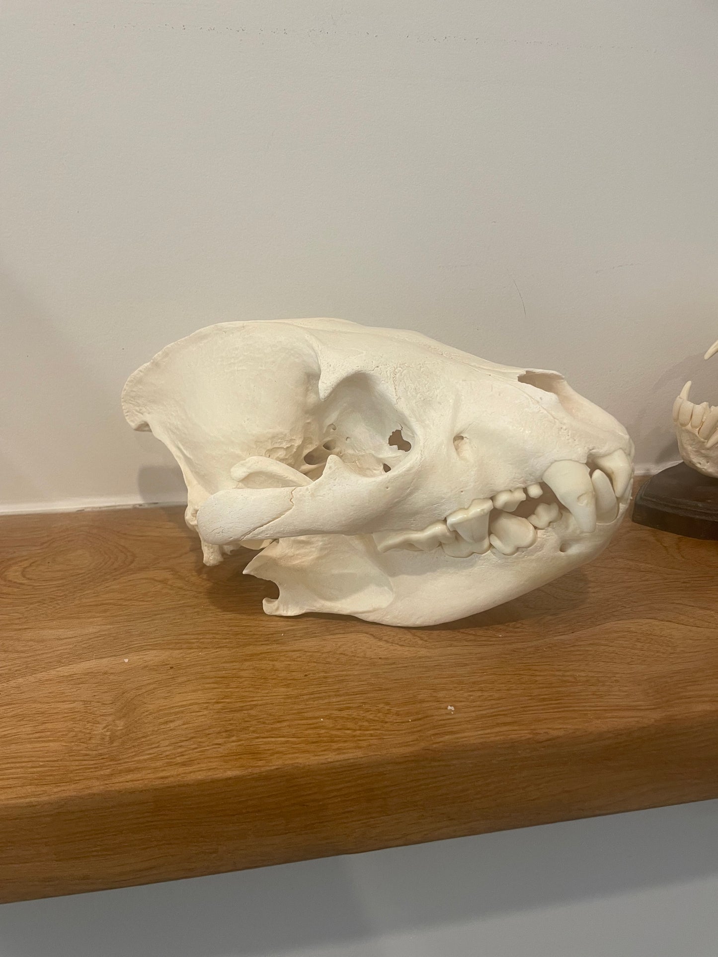 Hyena Skull