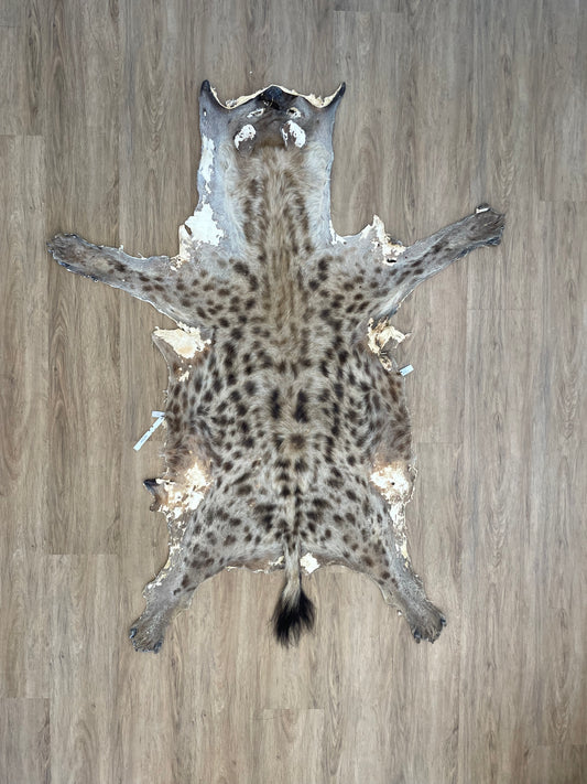 Spotted Hyena Skin