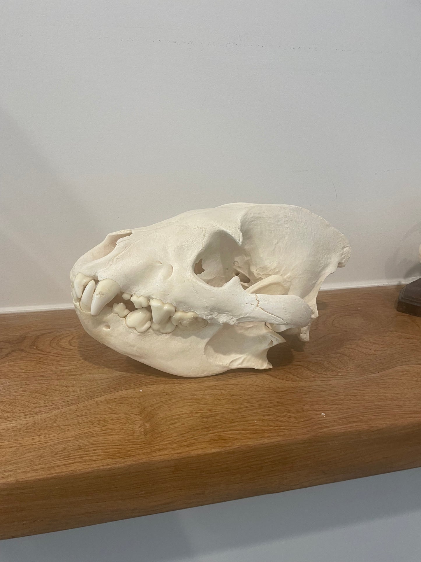 Hyena Skull