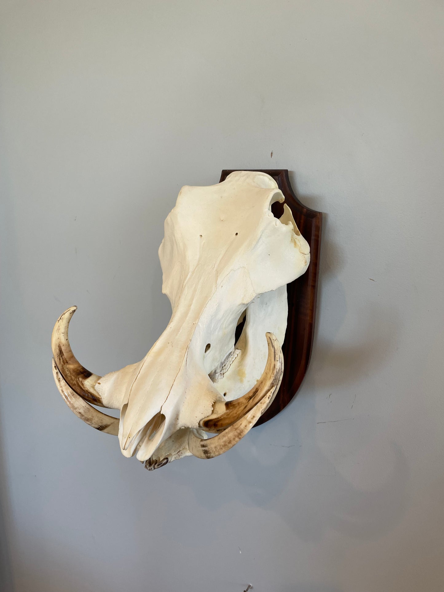 Warthog Euro Mount