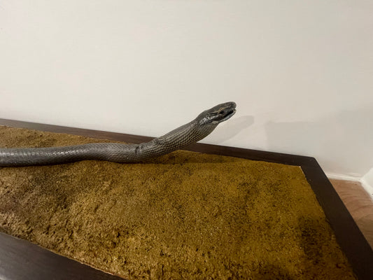 2m plus Black Mamba Snake