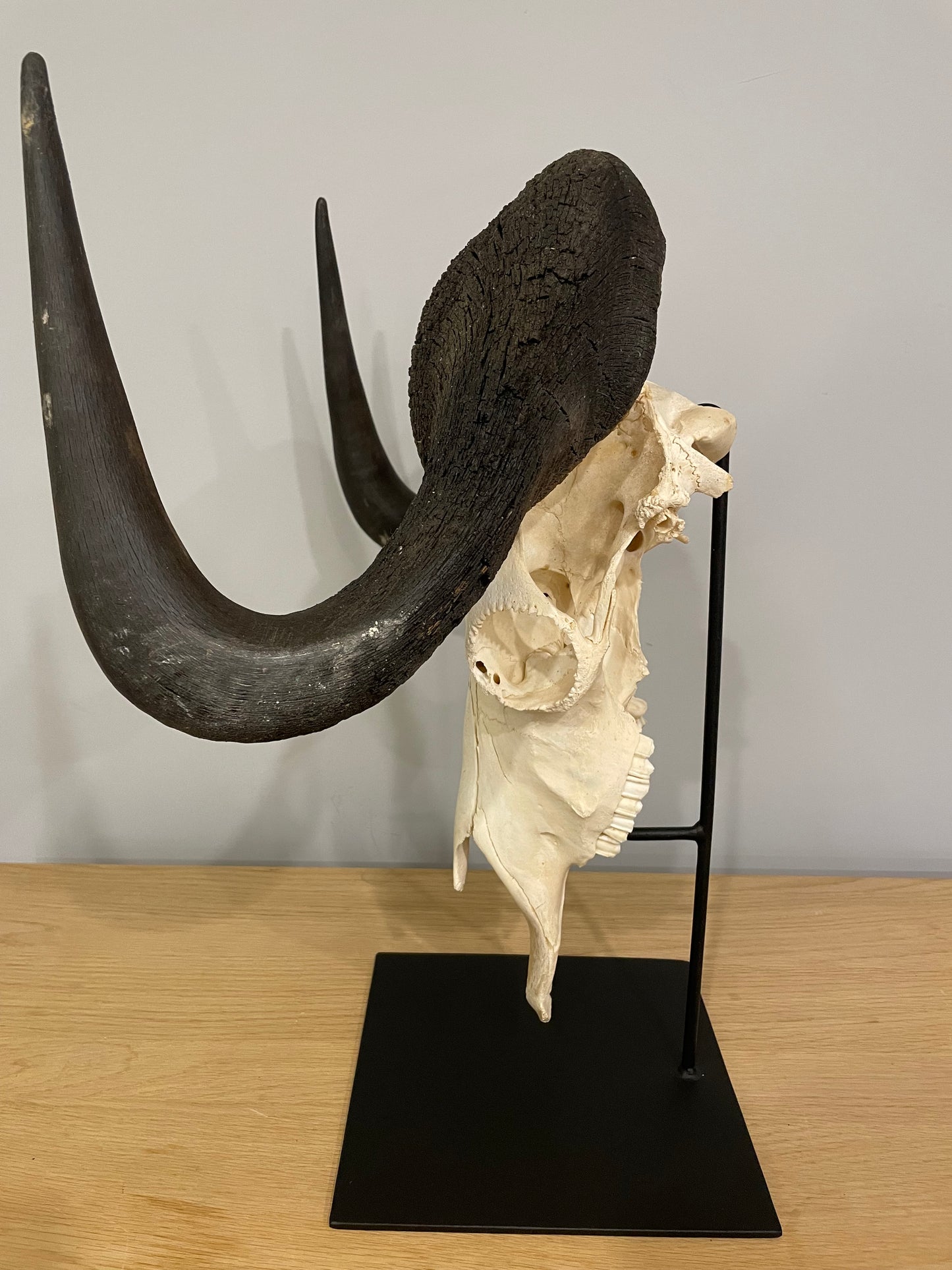 Black Wildebeest Skull