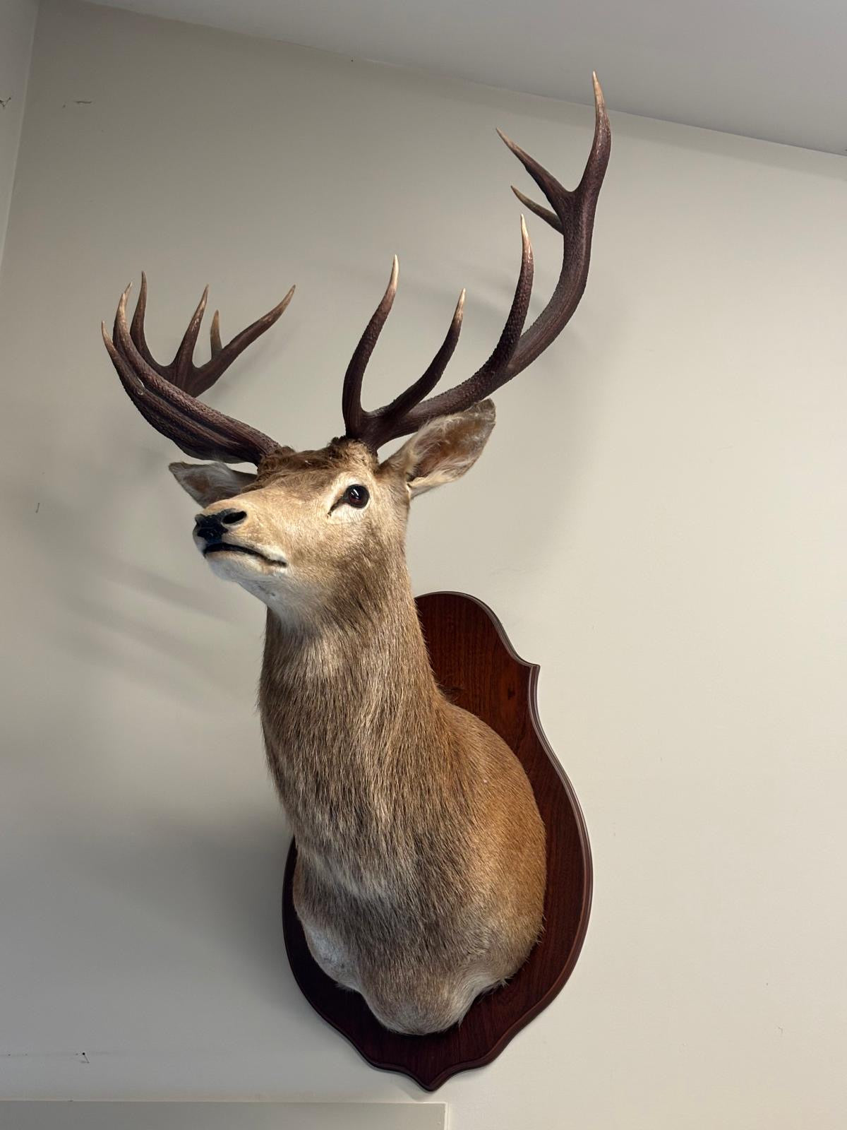 Red Stag
