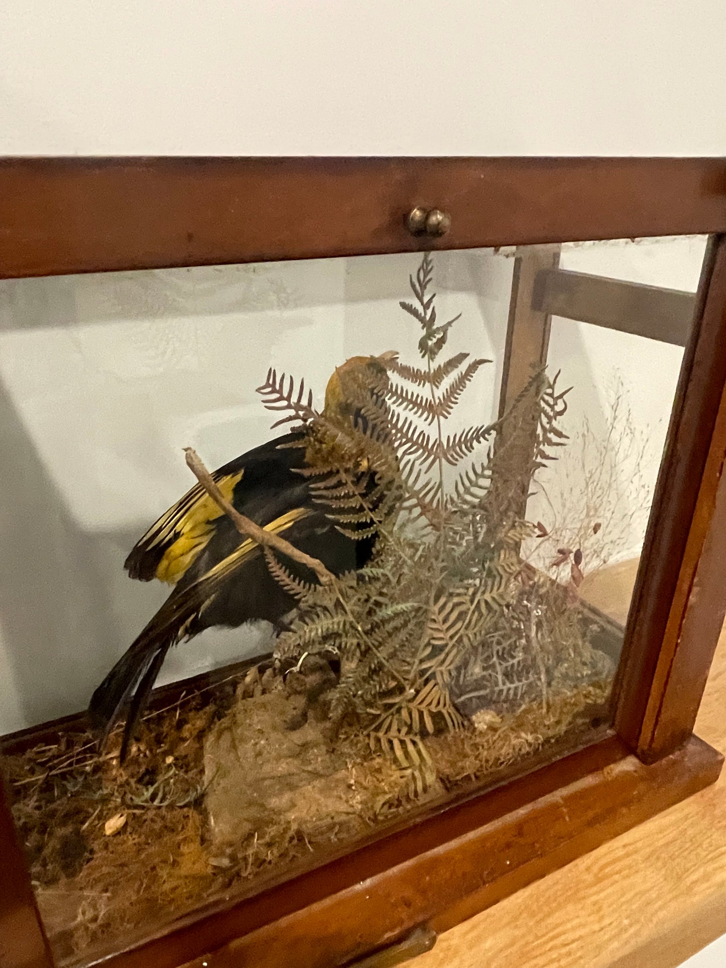 Regent Bowerbird