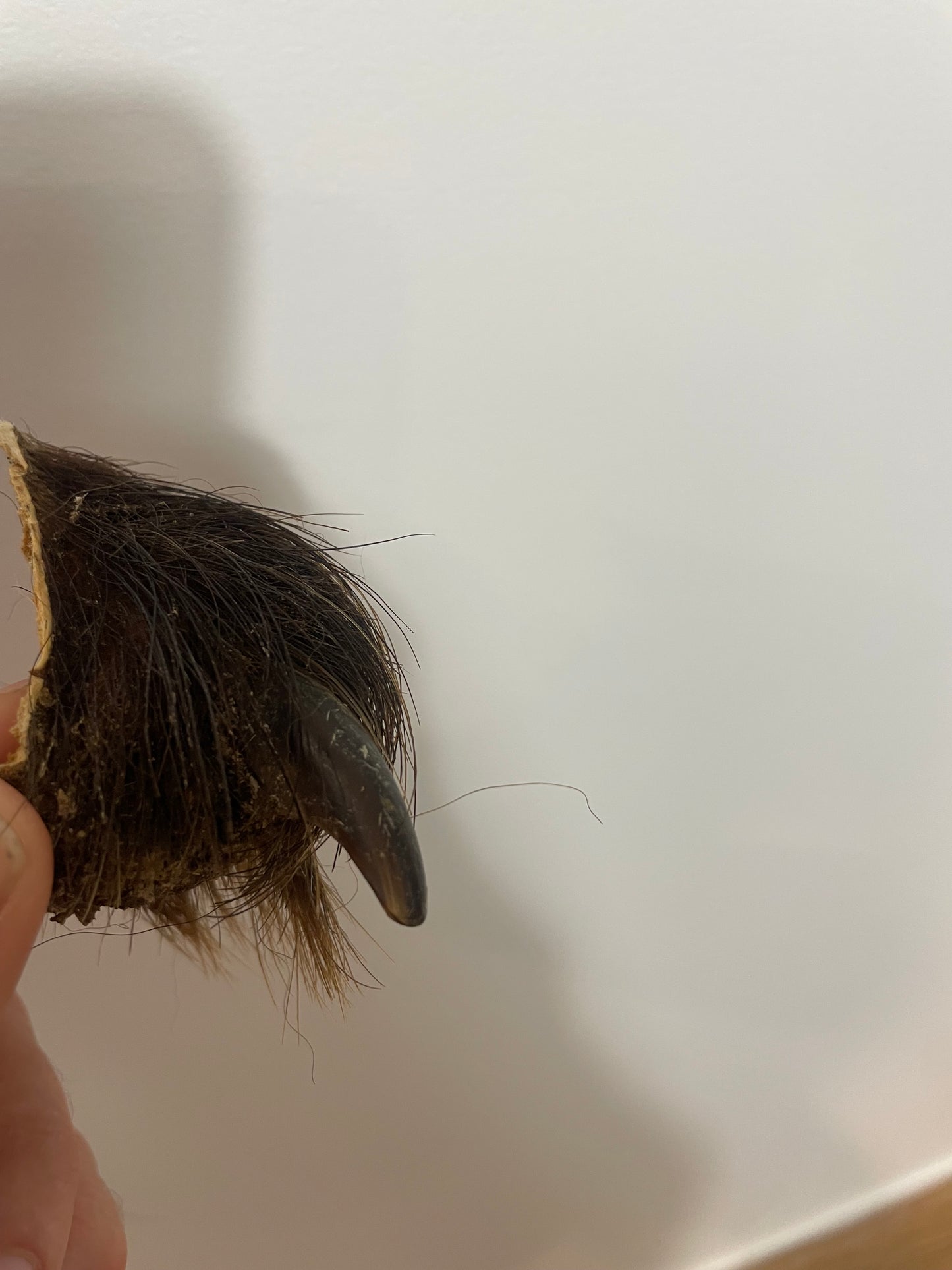 Brown Bear back Claw