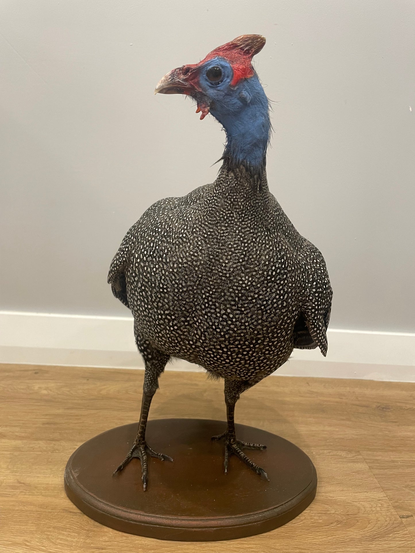 Helmeted Guinea Fowl