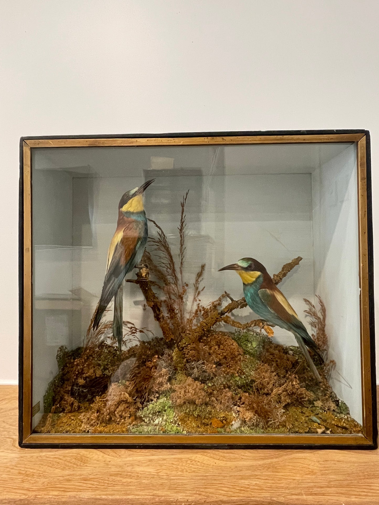 Bee Eaters