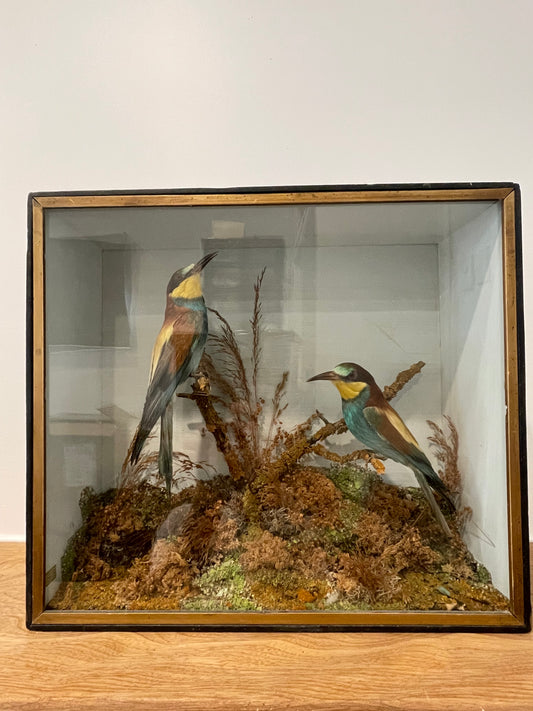 Bee Eaters