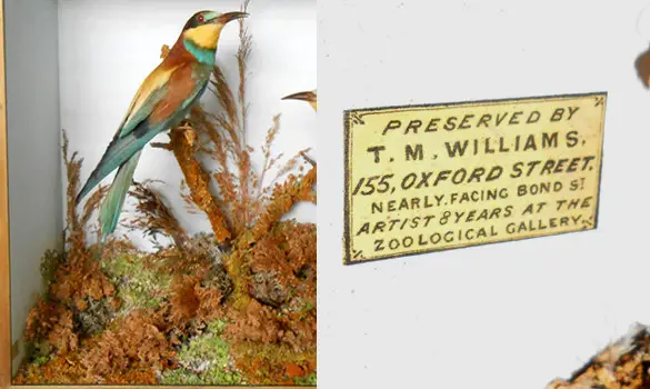 Bee Eaters