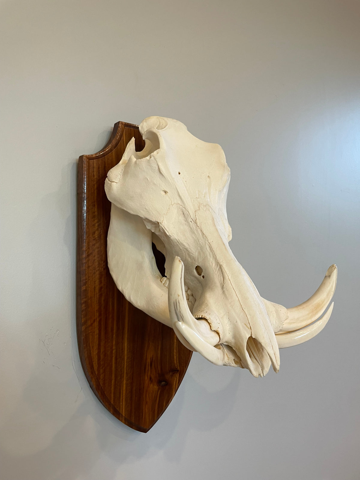 Warthog Euro Mount