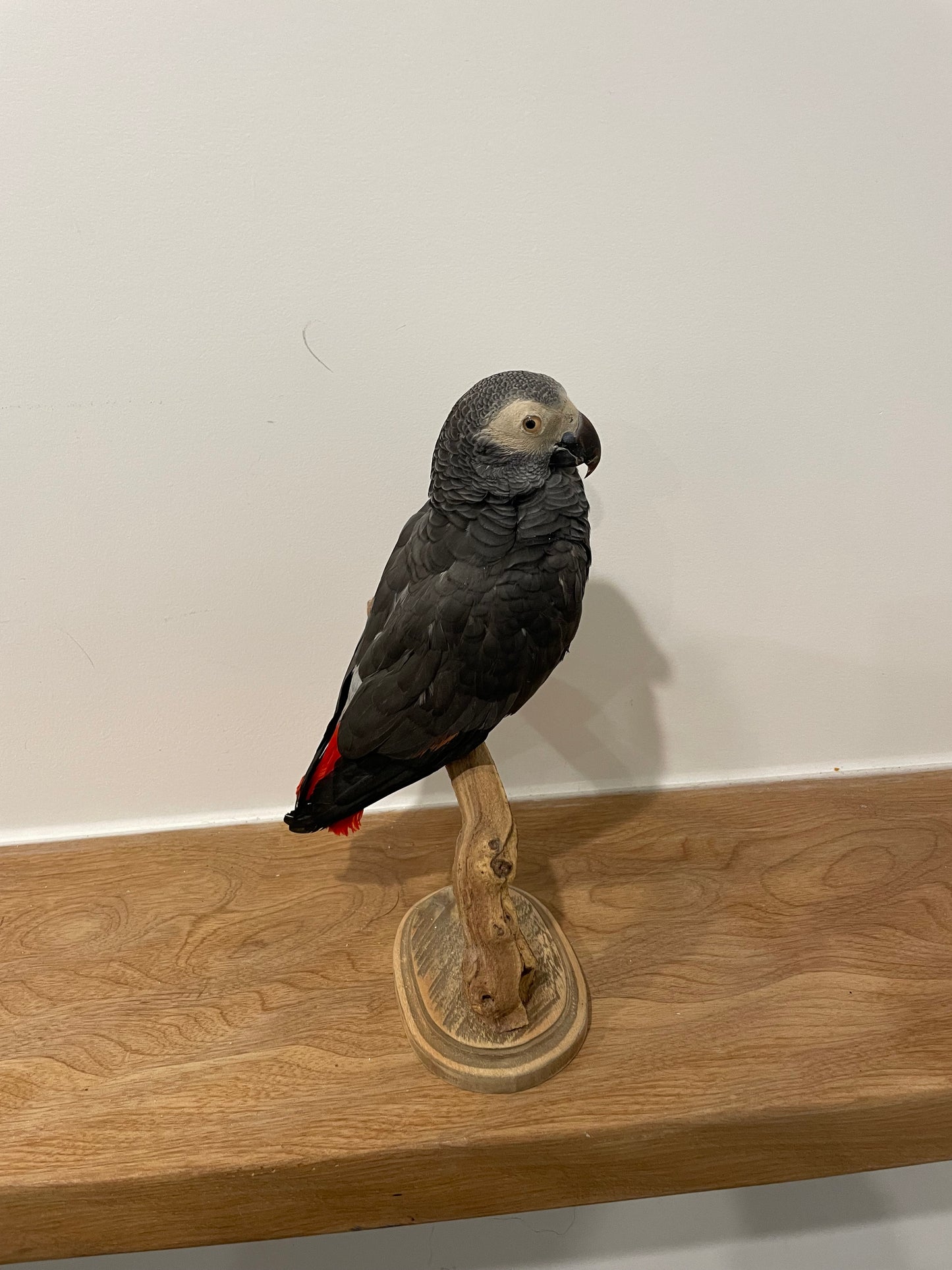 African Grey Parrot