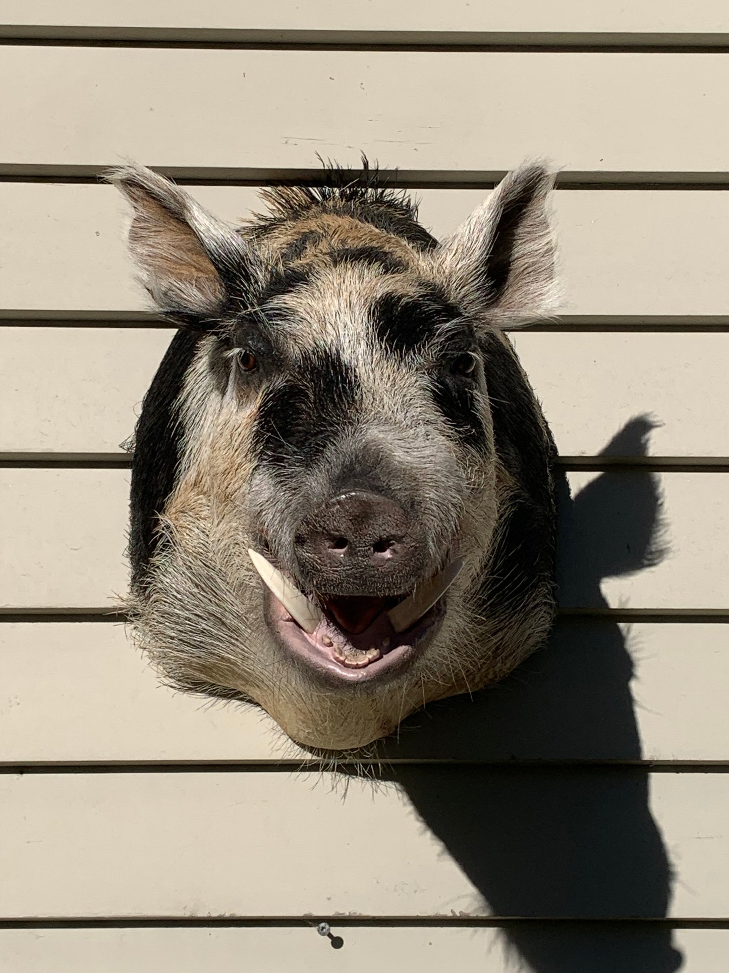 Boar