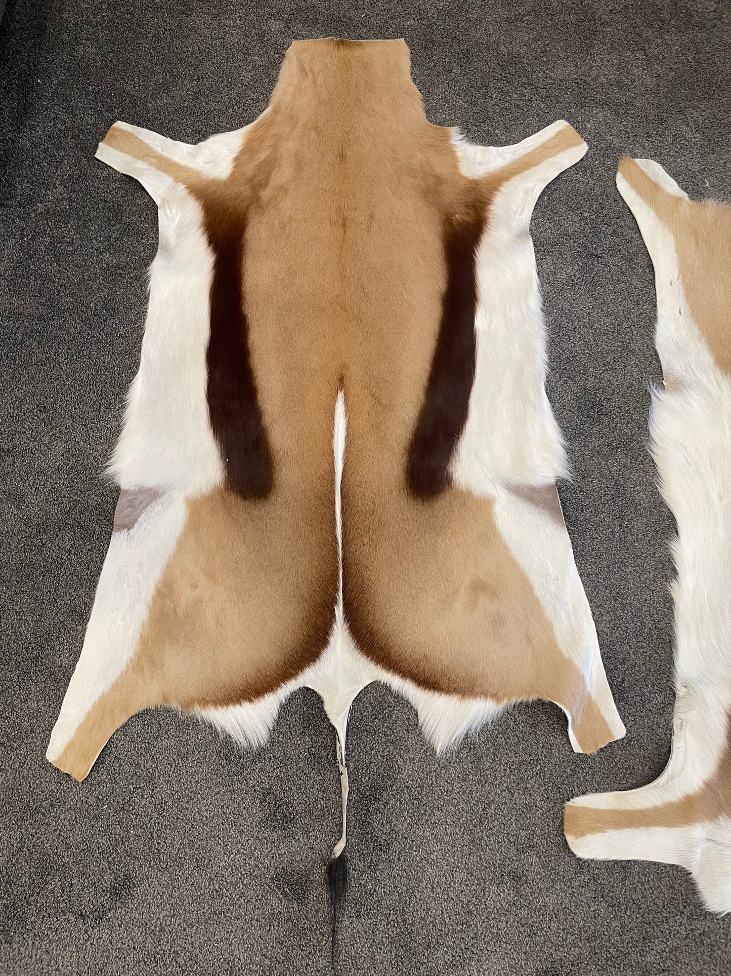 Springbok Skin