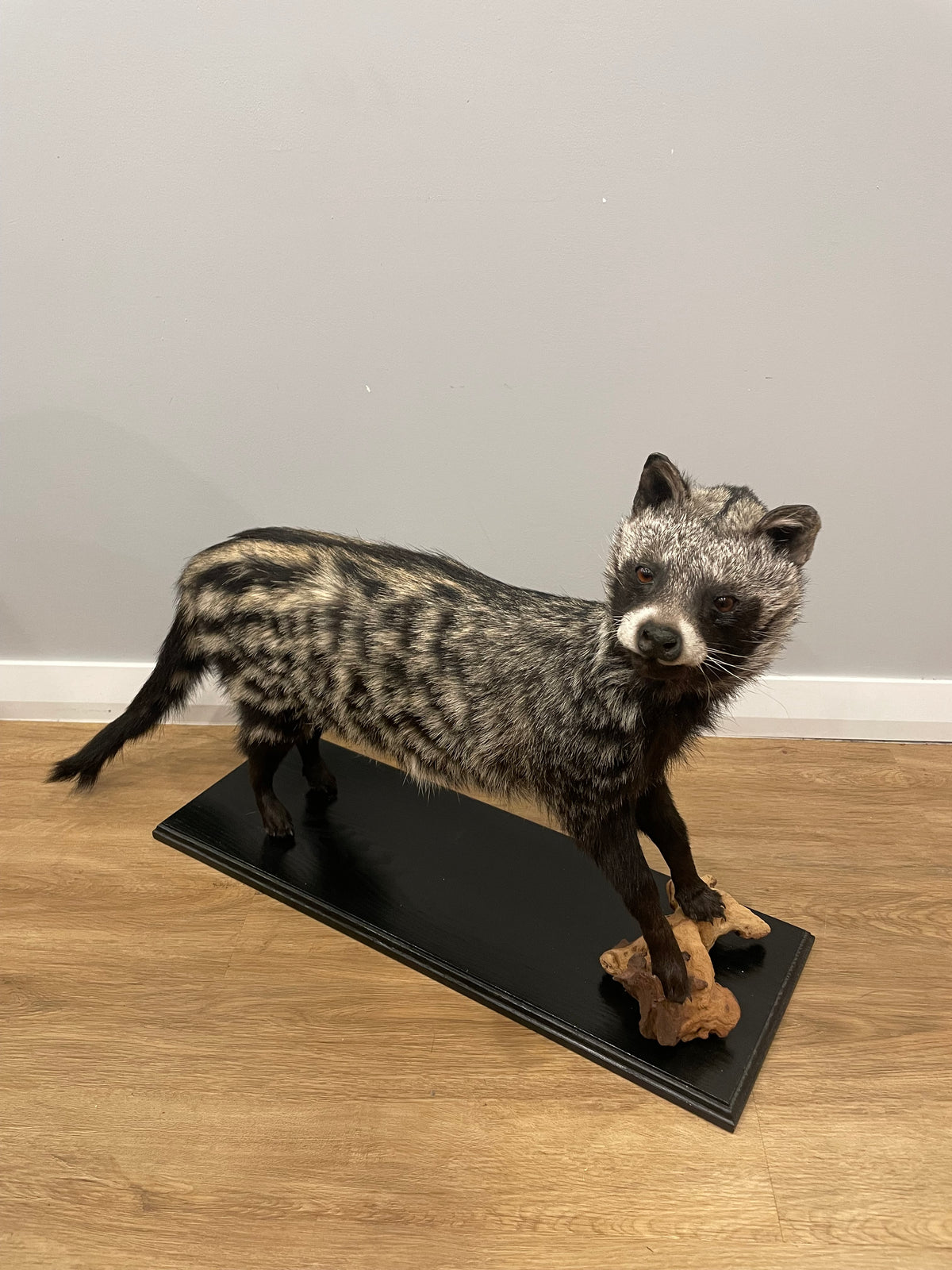 African Civet