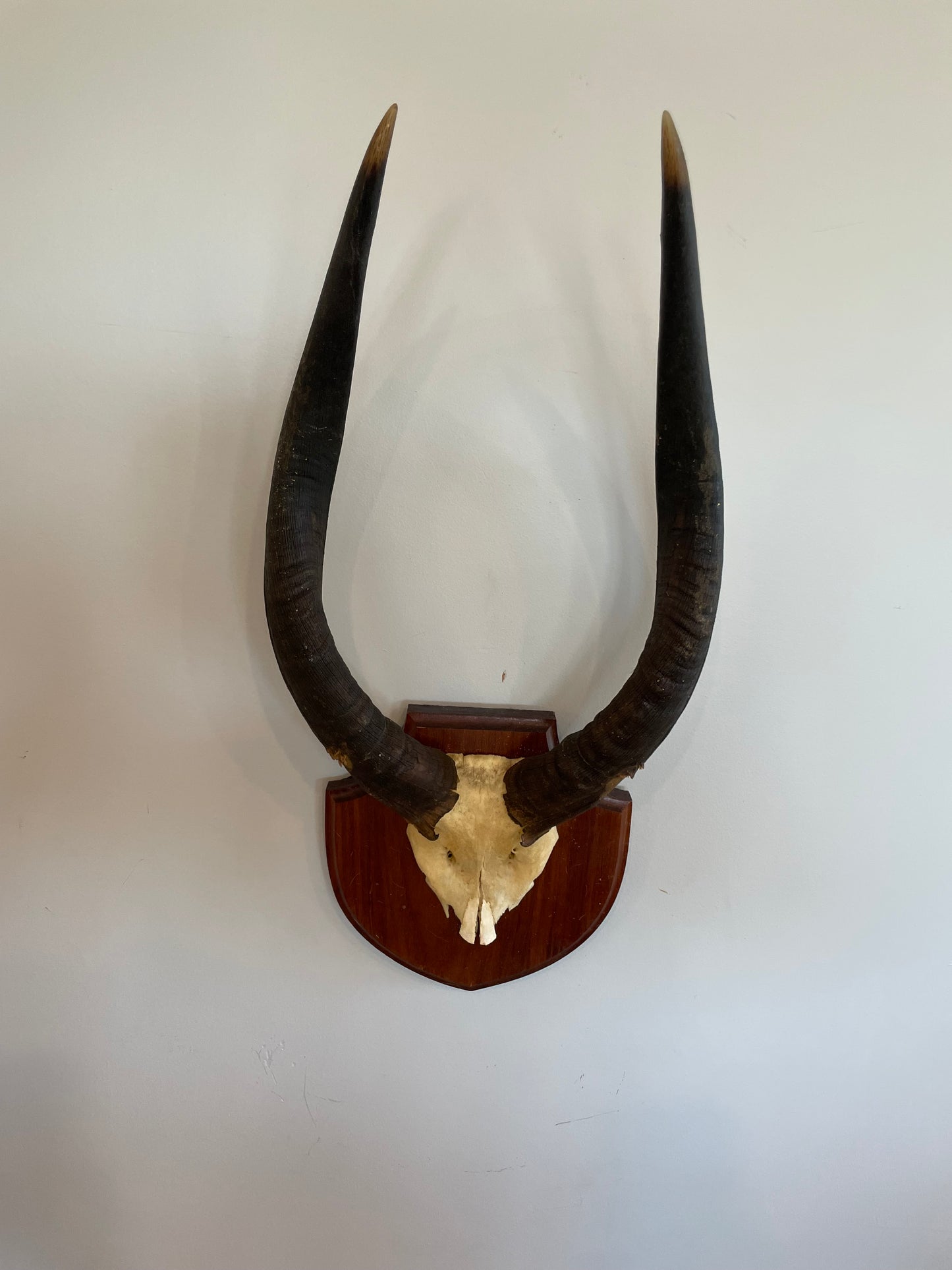 Nyala Euro Mount