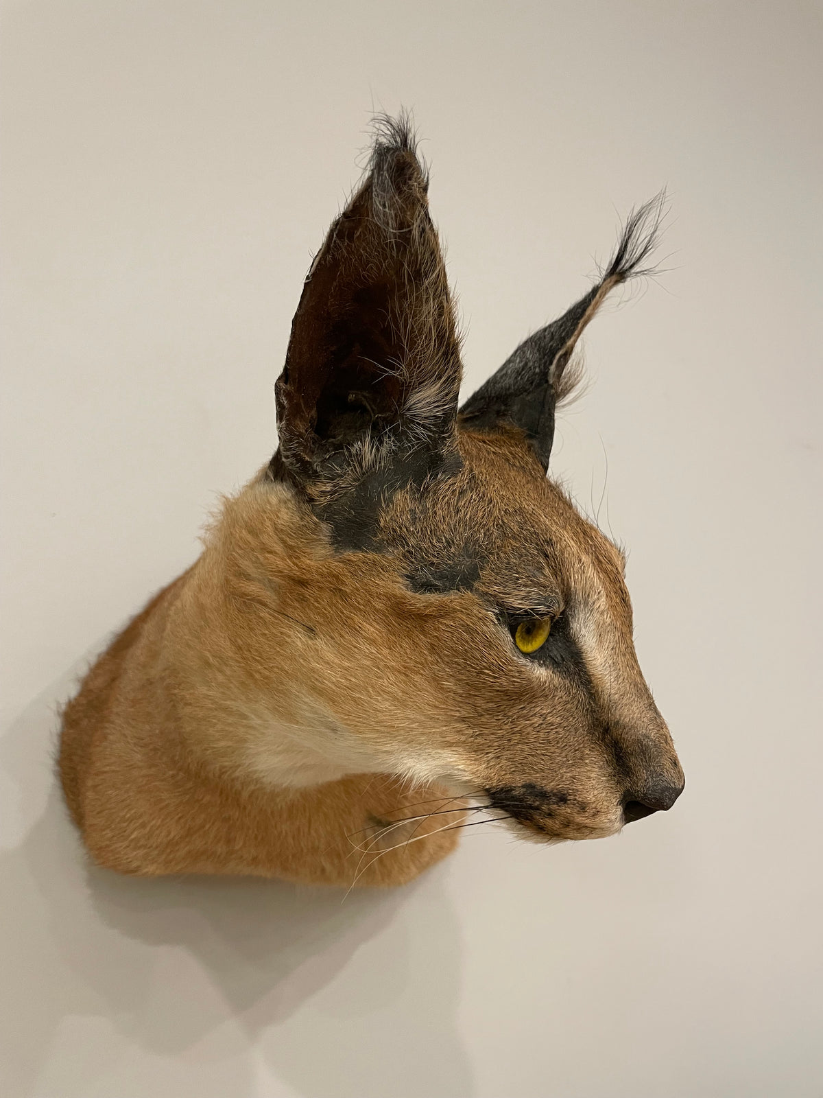 Caracal