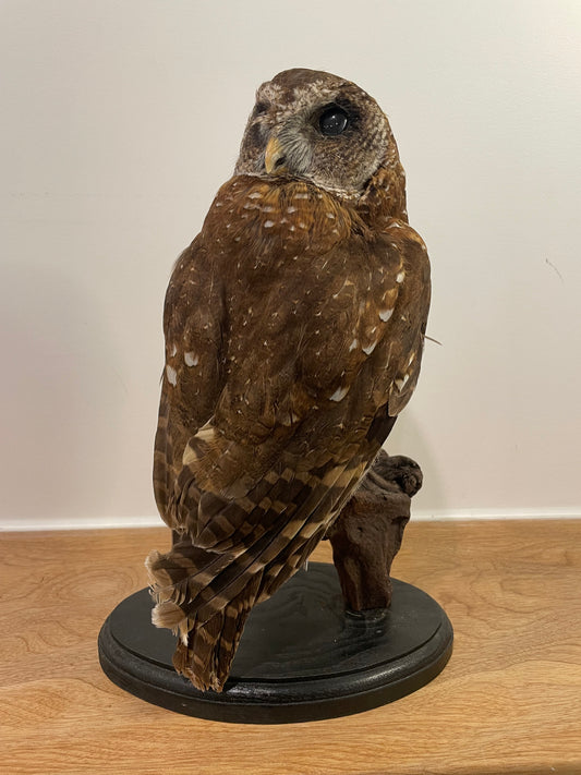 African Wood Owl