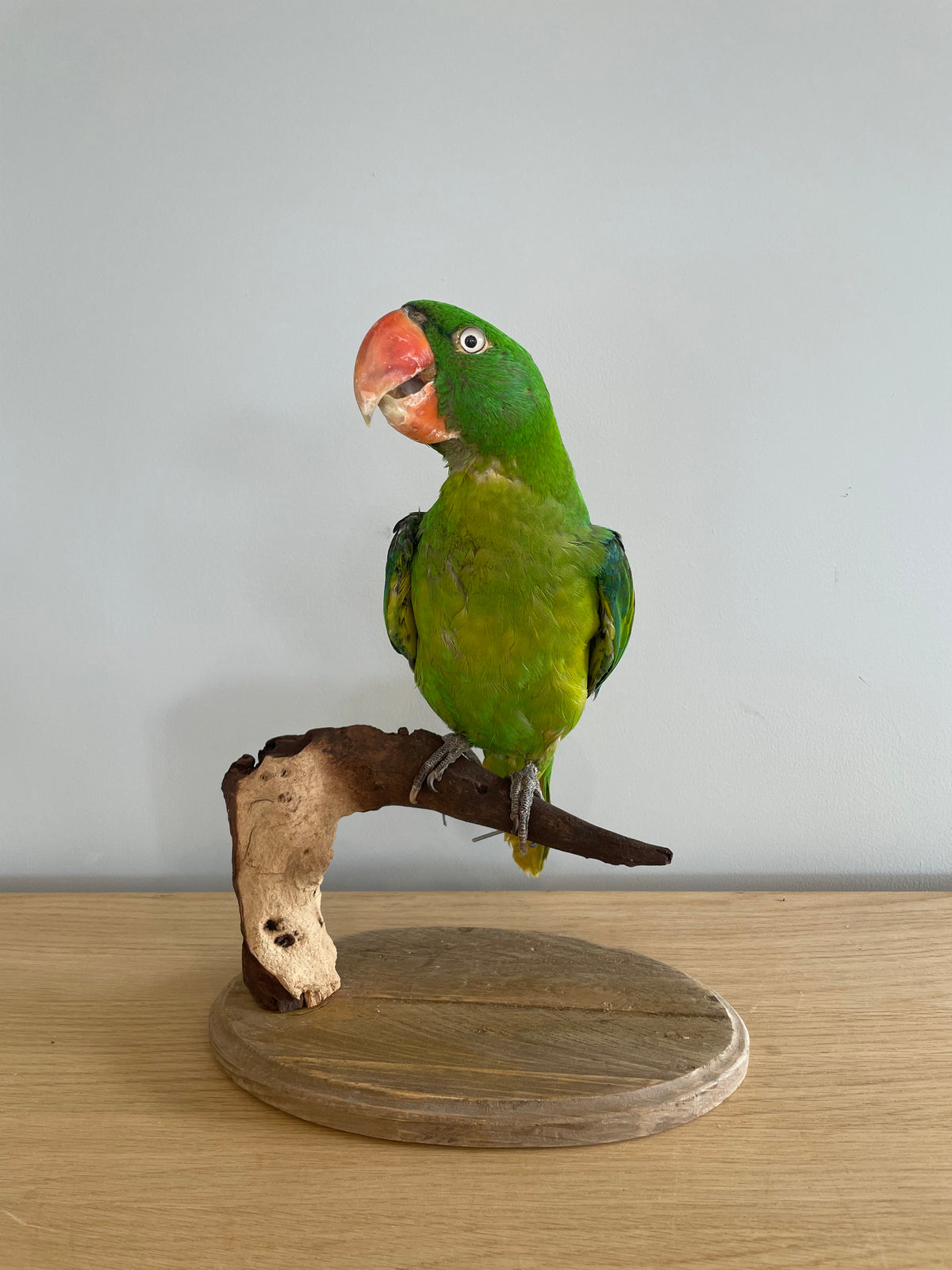 Great-Billed Parrot