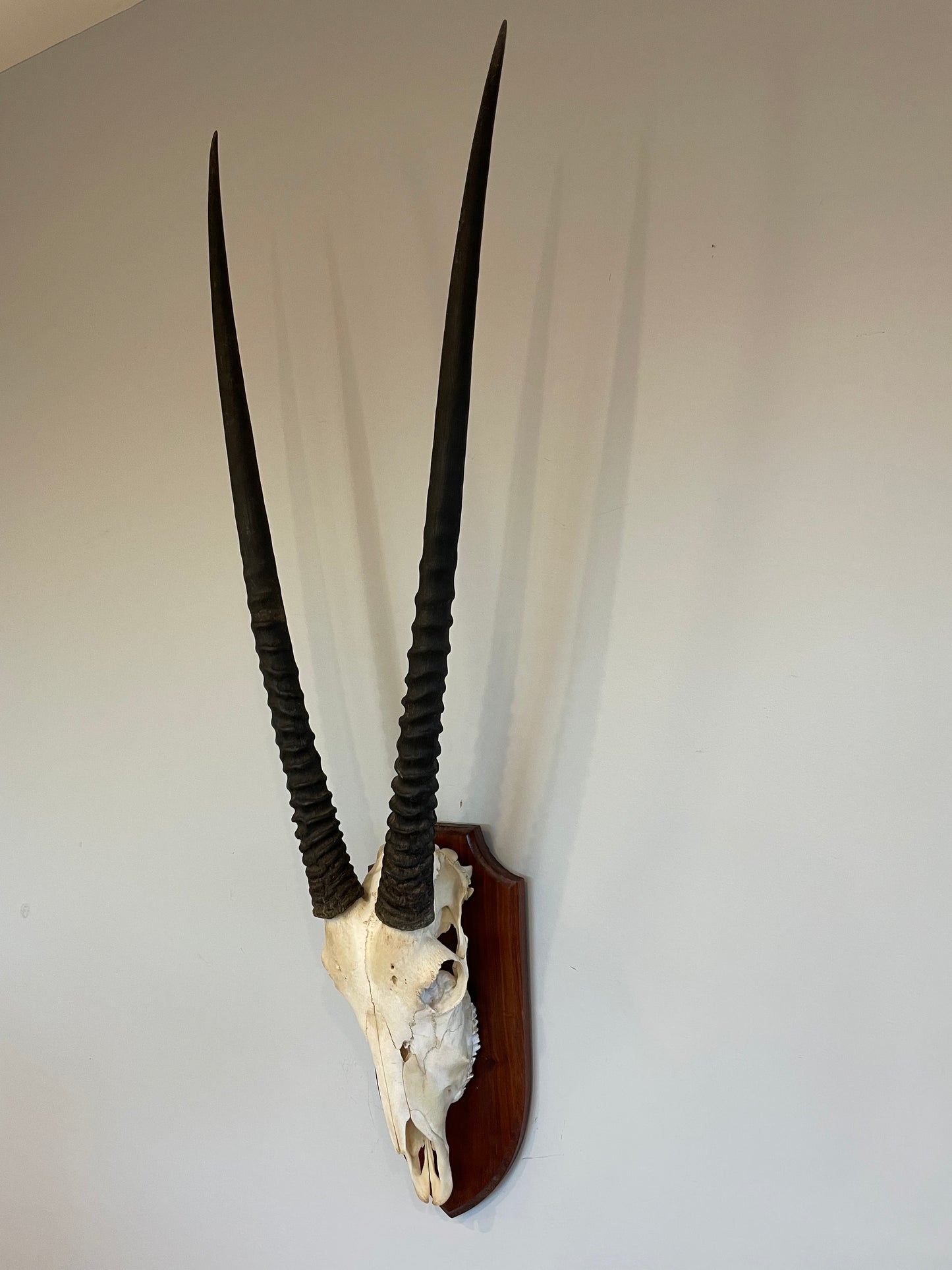 Gemsbok Euro Mount