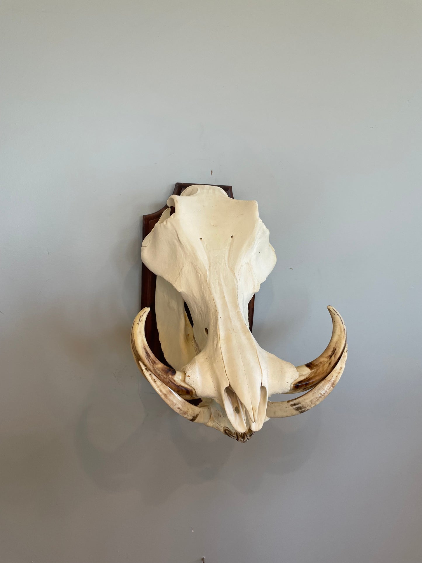 Warthog Euro Mount