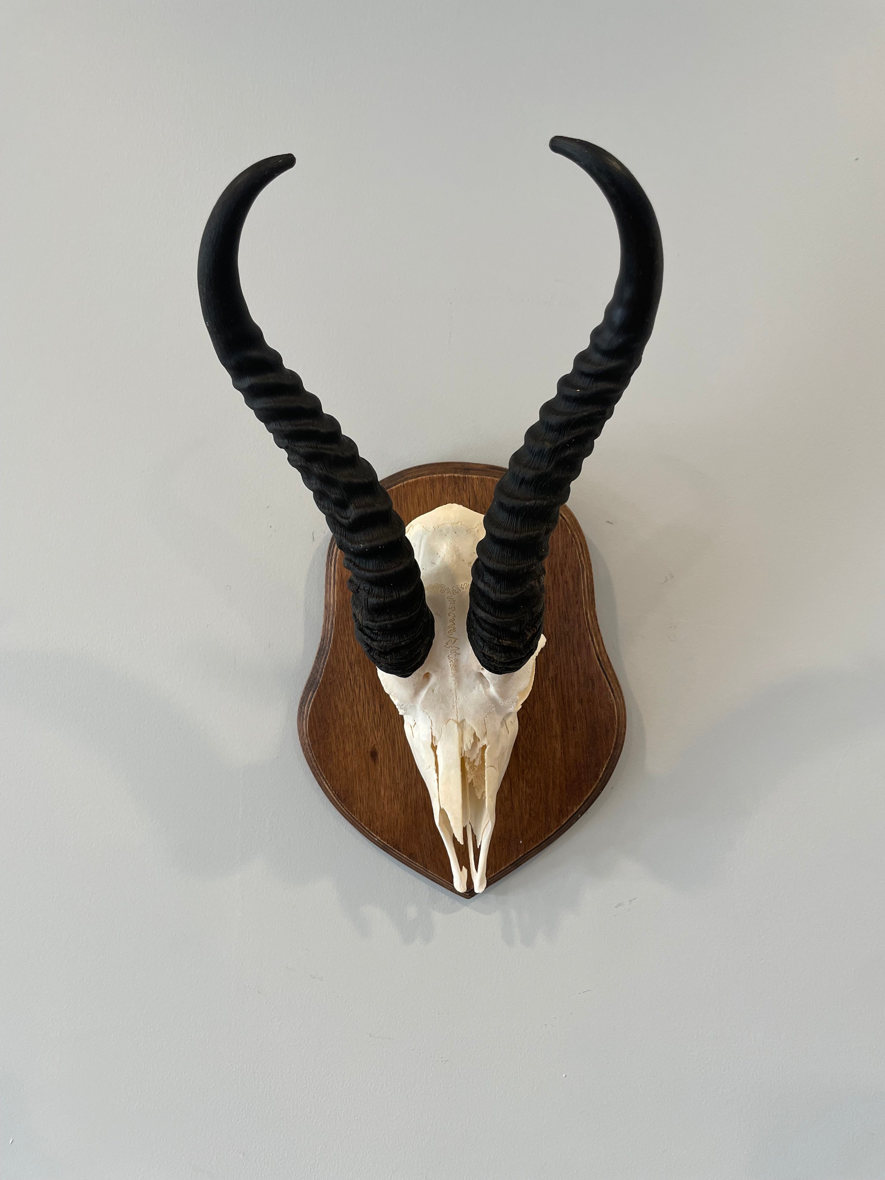 Springbok Complete Skeleton Springbok Skull Cap for Sale – The New Zealand Taxidermy Store