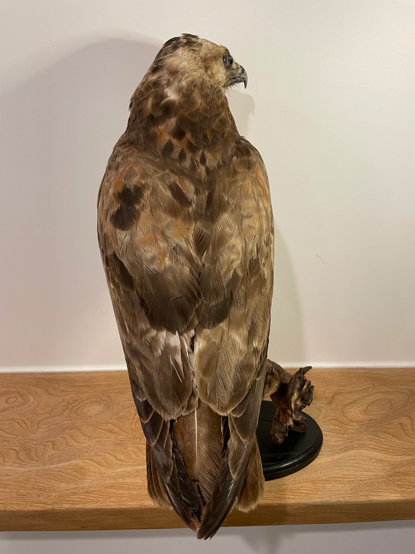 Jackal buzzard