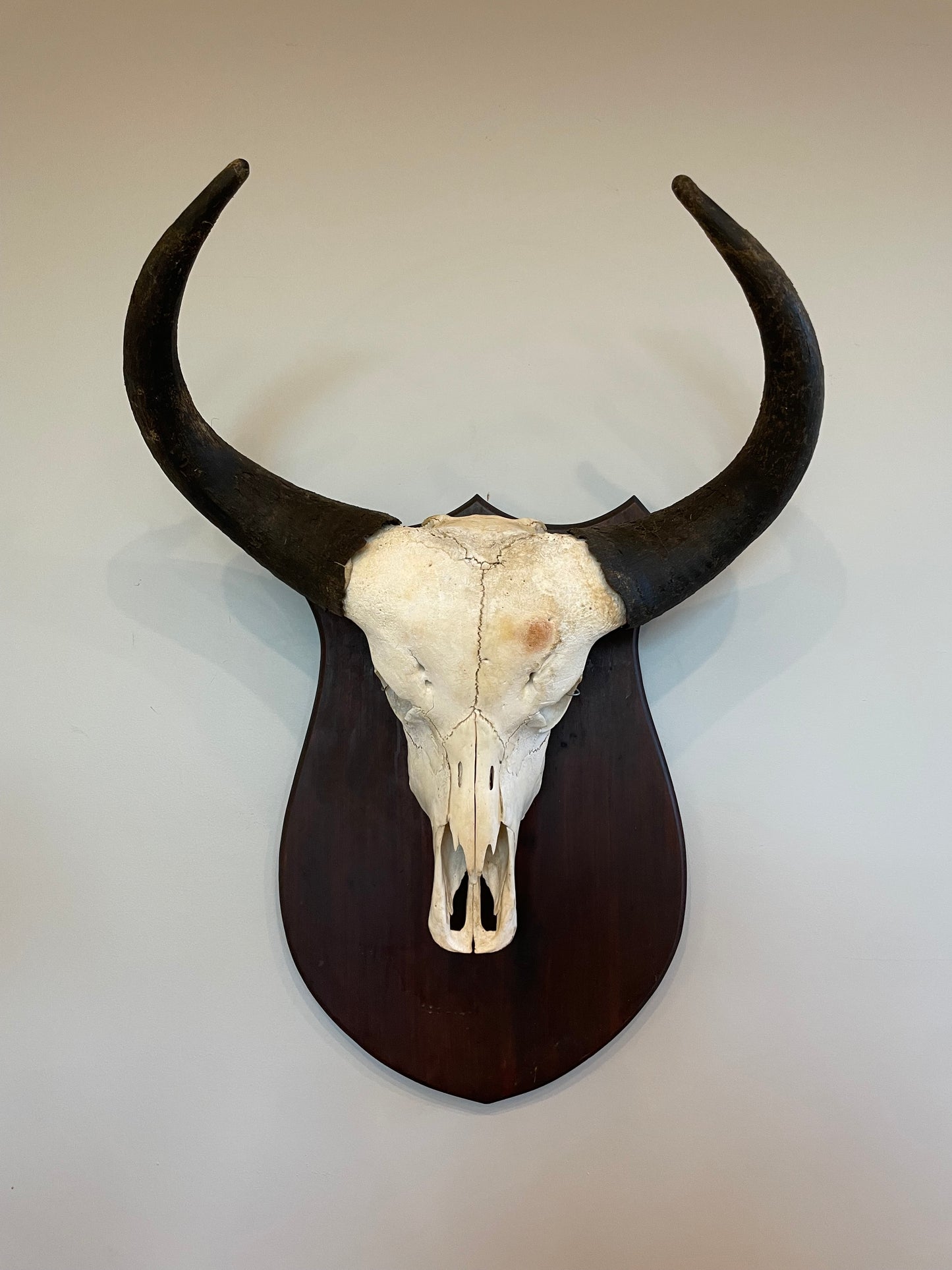 Cape Buffalo Euro Mount