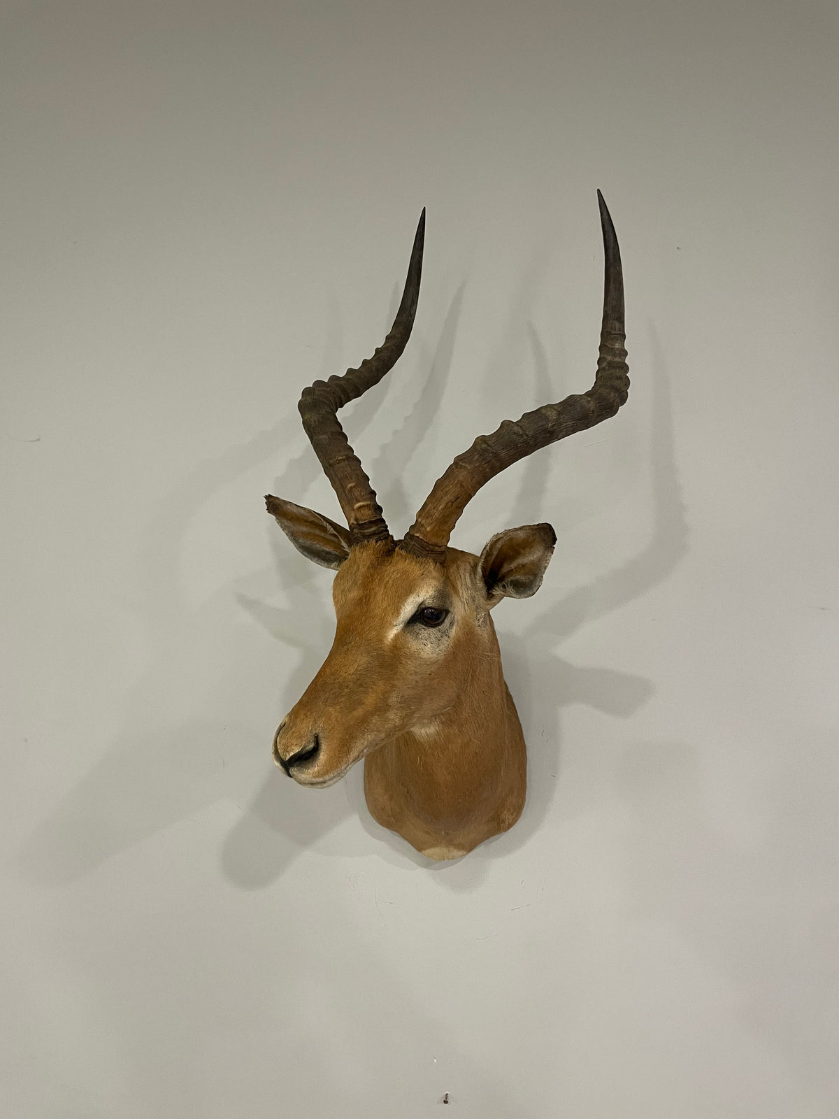 Impala