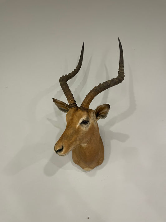 Impala