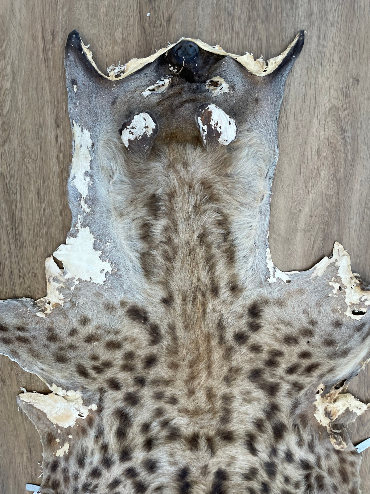 Spotted Hyena Skin
