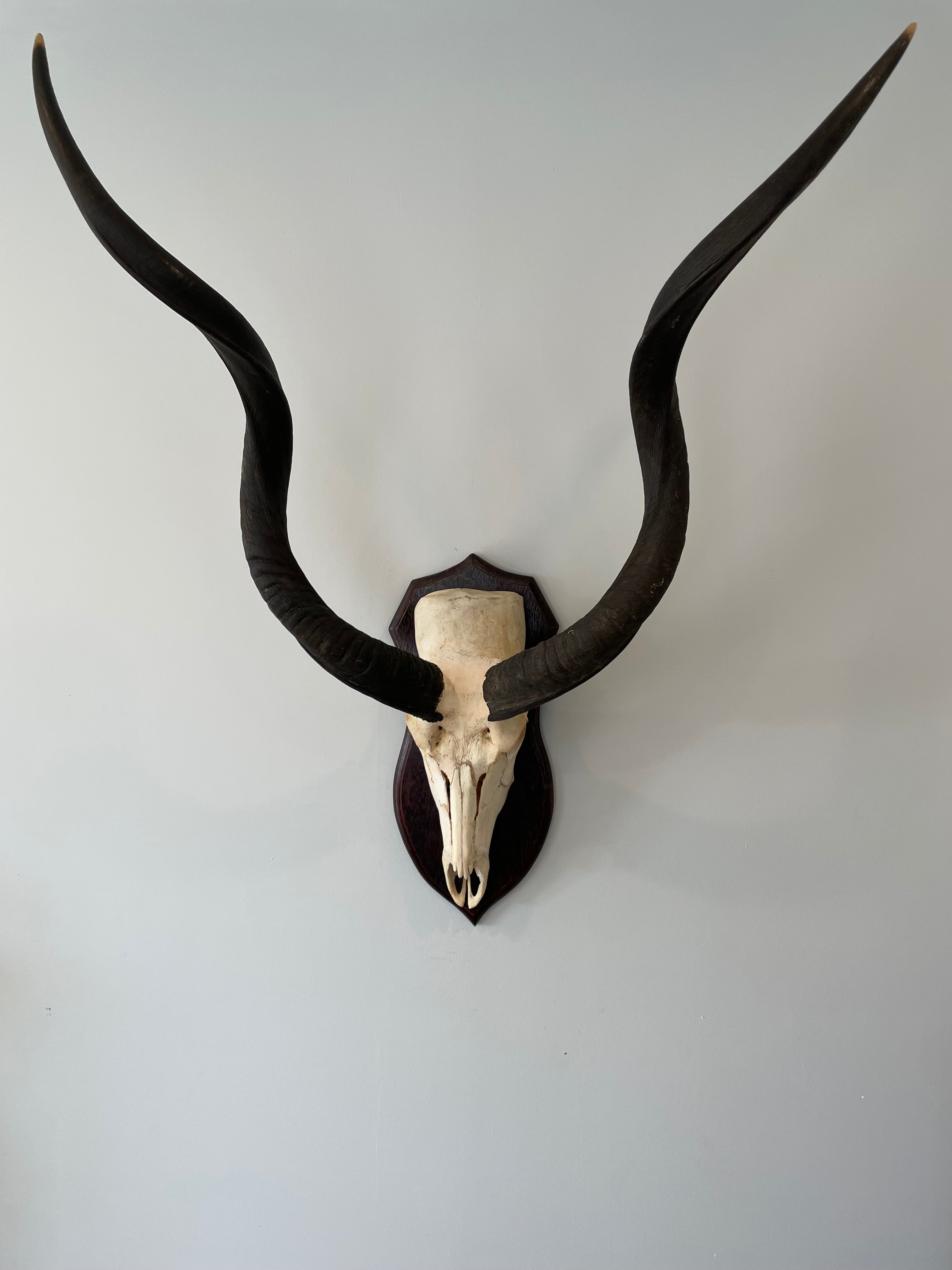 Eruo Mount Rabbit Blue Wildebeest Euro Mount – The New Zealand Taxidermy Store