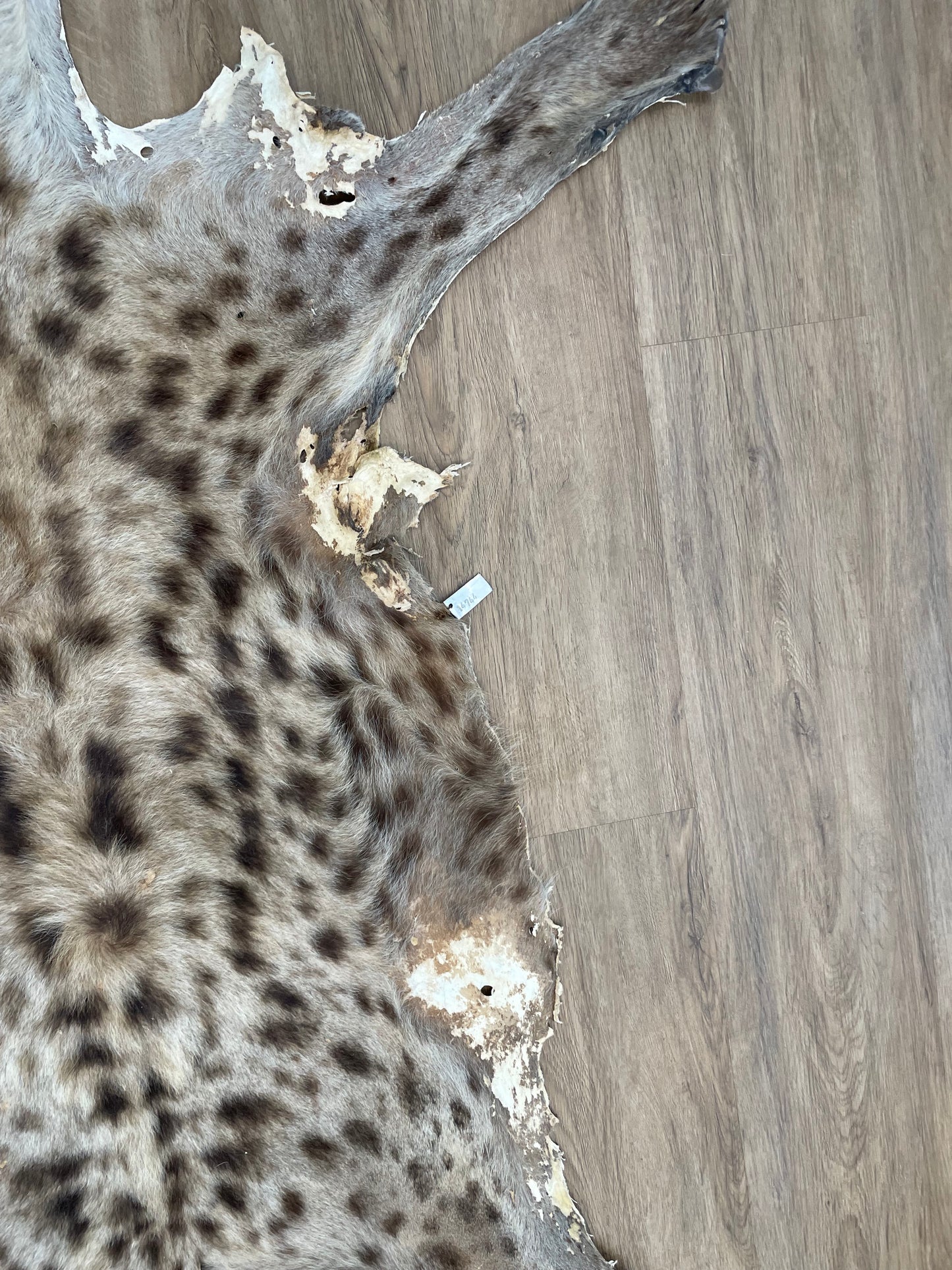 Spotted Hyena Skin