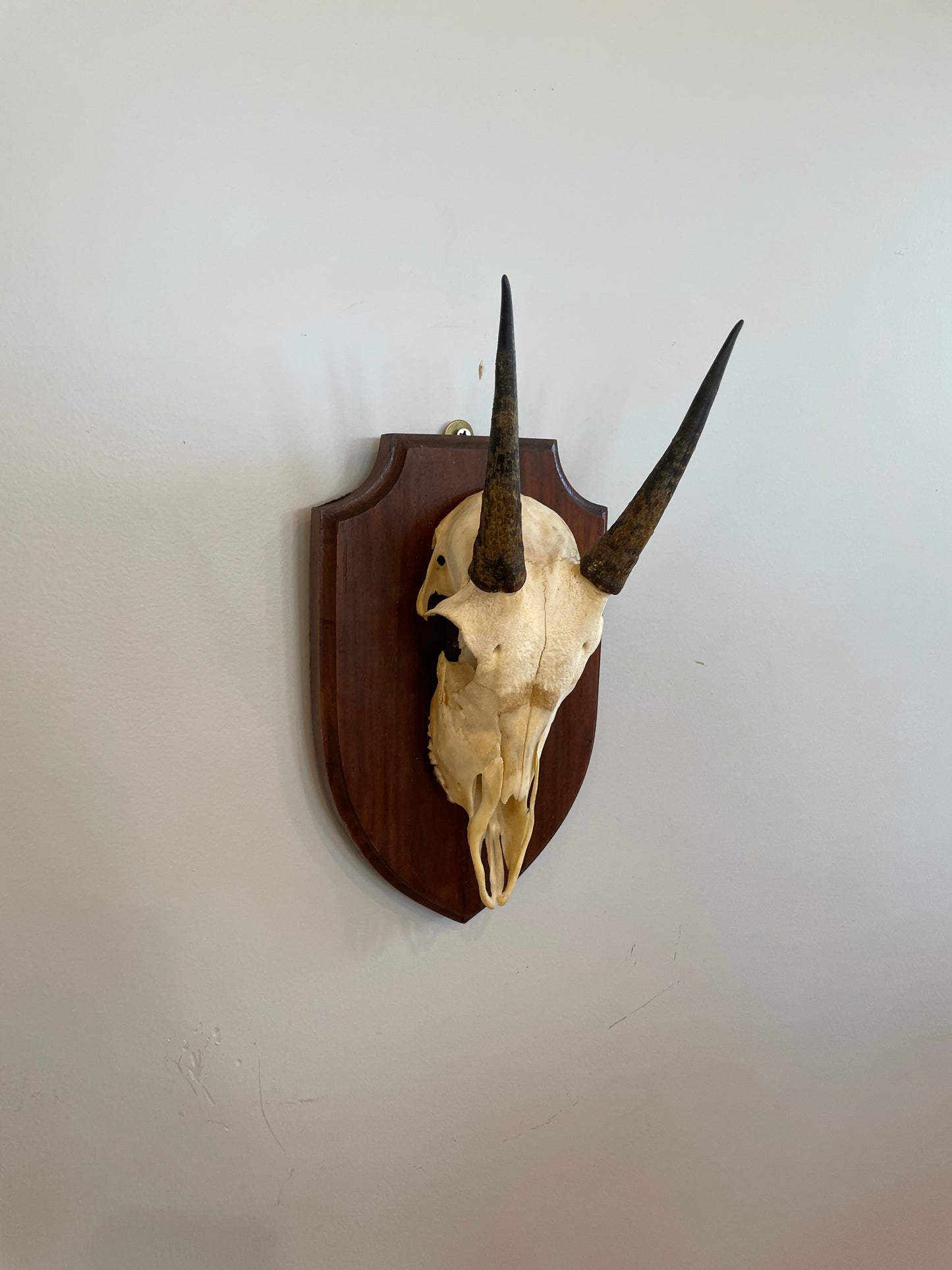 Young Impala Euro Mount