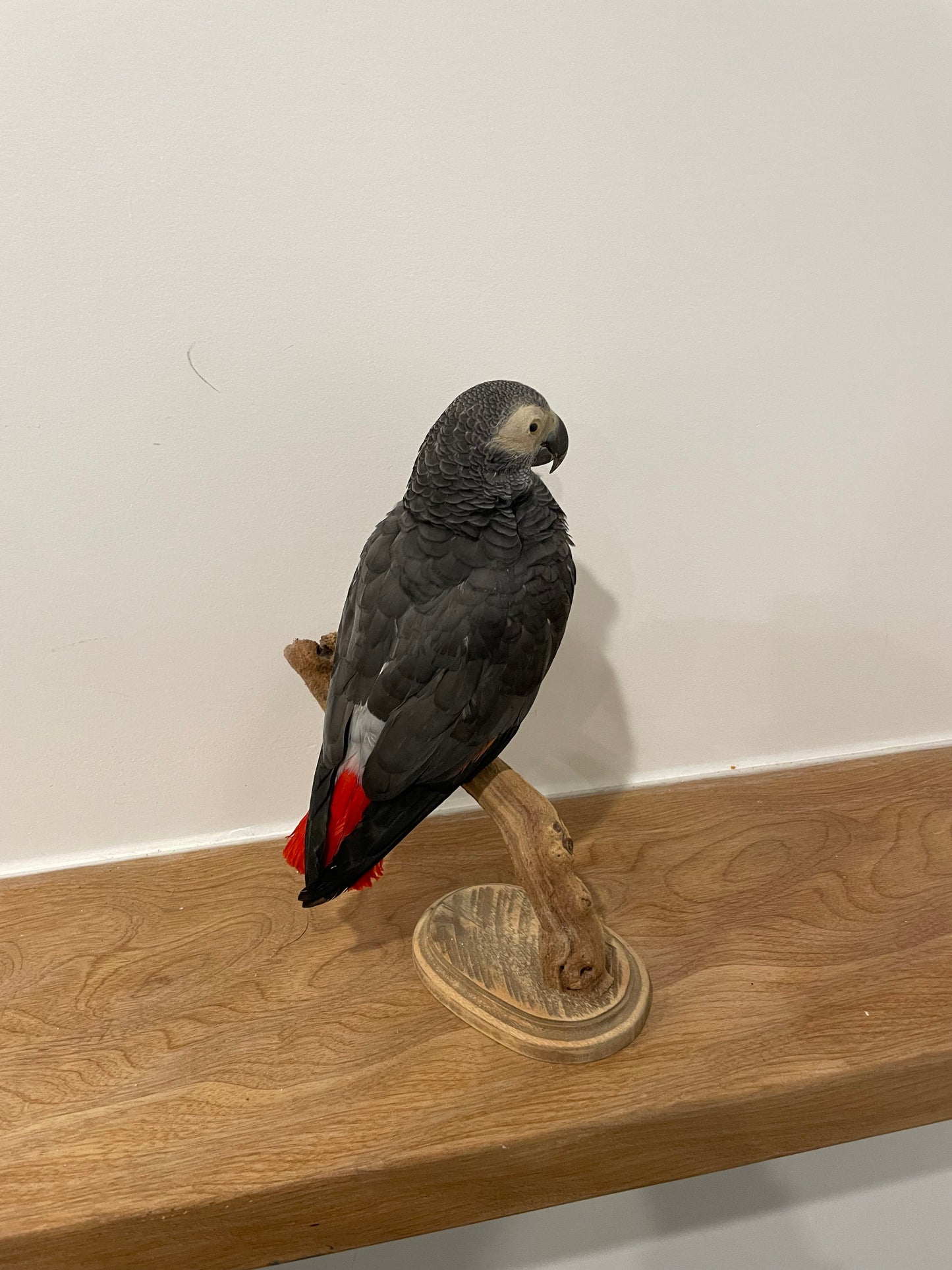 African Grey Parrot