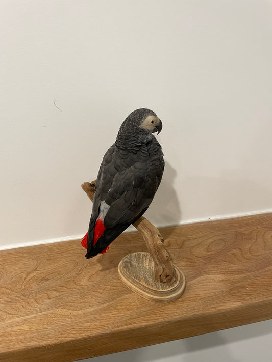 African Grey Parrot