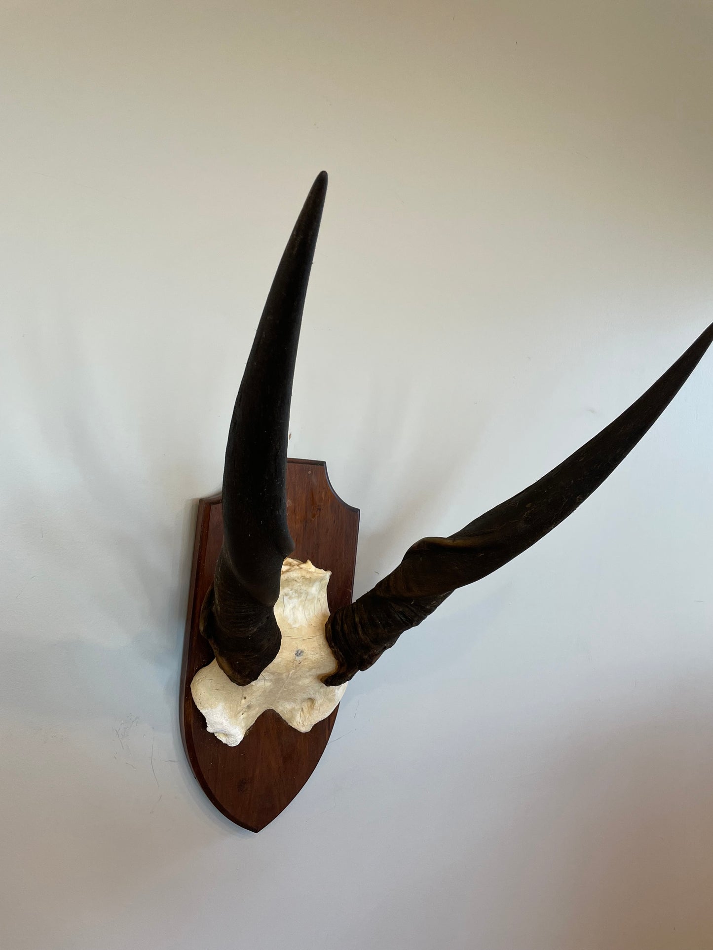 Eland Euro Mount