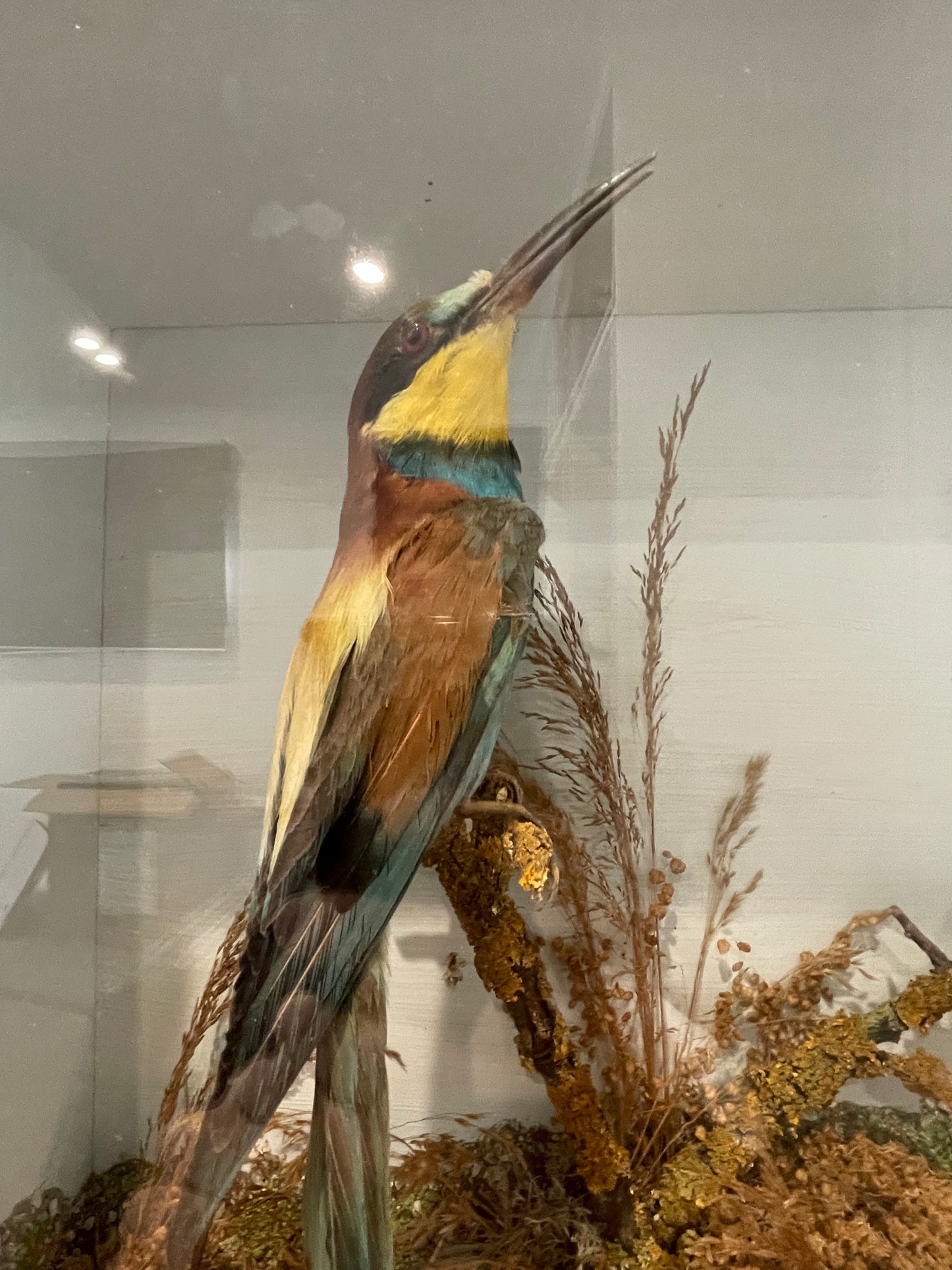 Bee Eaters
